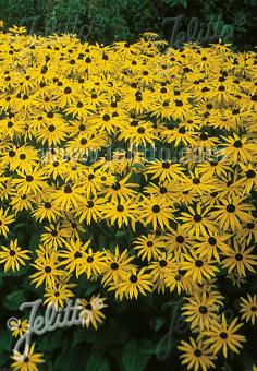 Rudbeckia (Zonnehoed) fulgida var. Sullivantii 'Goldsturm'